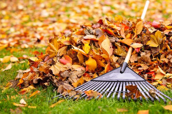 Cost of Leaves Removal in Leesburg