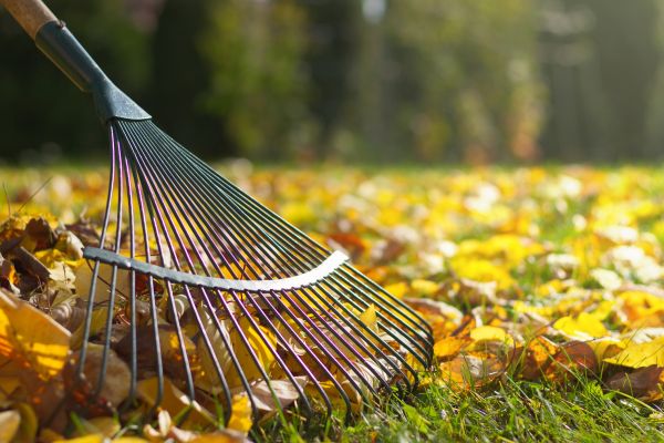 Cost of Leaf Raking Service in Leesburg