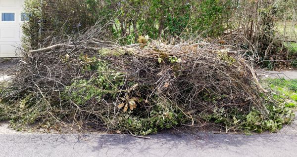 Tree Limb Cleanup in Leesburg
