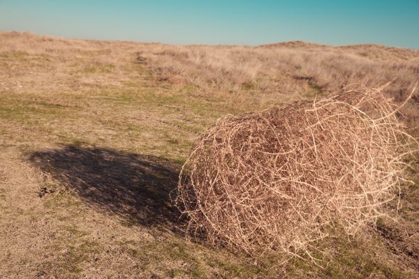 Cost of Tumbleweed Removal in Leesburg