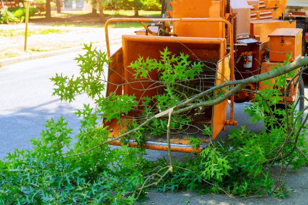 Tree Branches Removal in Leesburg