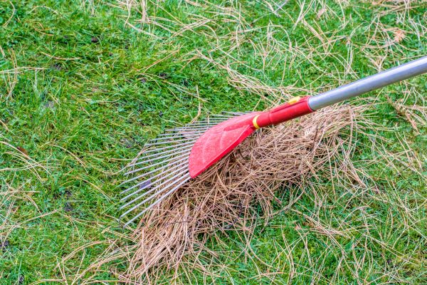 Cost of Yard Raking in Leesburg