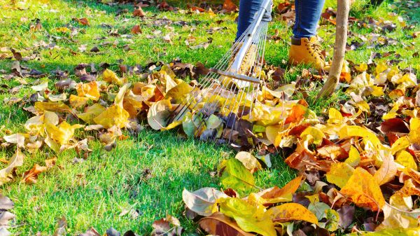 Cost of Lawn Cleanup Service in Leesburg